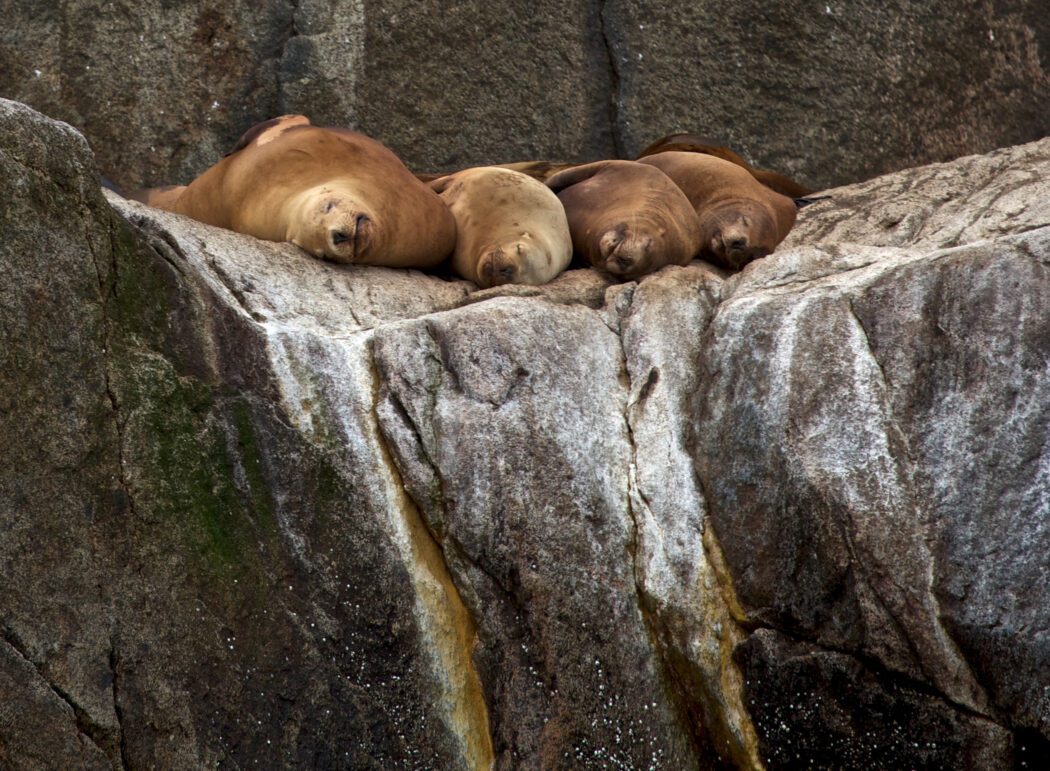 Steller Sea Lions in Kenai Fjords National Park