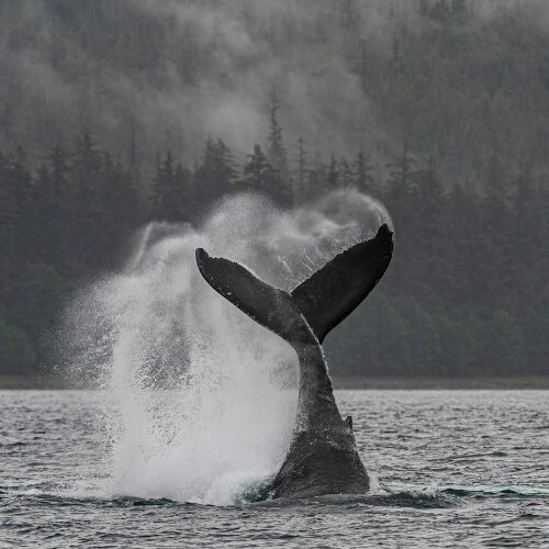 Whale's Tail